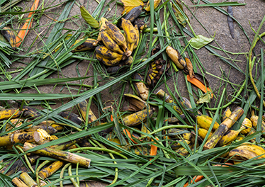 Kitchen Waste Industry